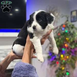 Callie, Border Collie Mix Puppy